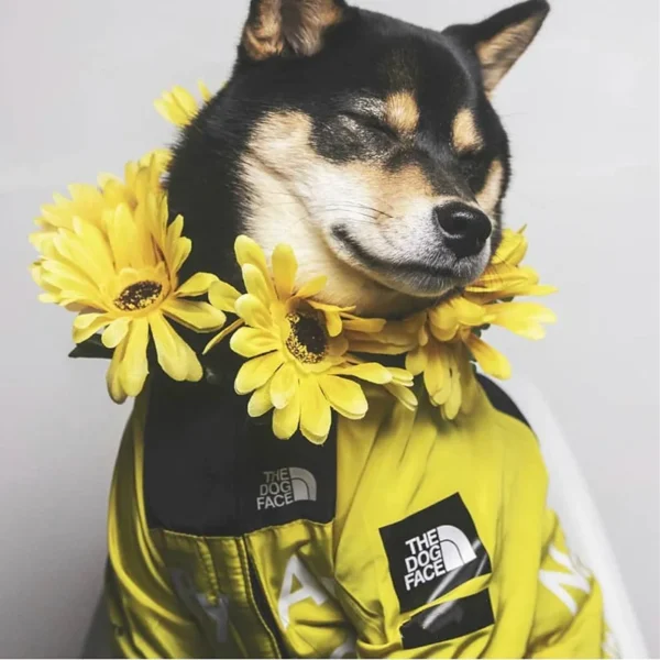 Dog Clothes Raincoat For Small Big Dogs Wind Coat Windbreaker French Bulldog Hoodie For Dogs Clothes Jacket Chihuahua Dog Face - Image 3