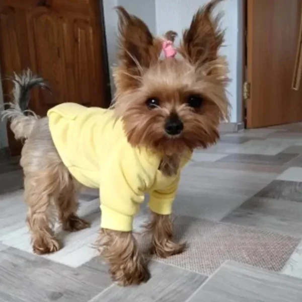 Cozy Pet Clothes with Pocket Dog Hoodies For Small Dogs Pets Clothing All Season Knit Cat Clothes Pet Apparel - Image 4